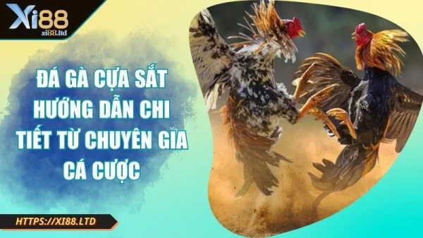 Ảnh đại diện đá gà cựa sắt